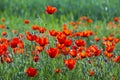 red poppy field meadow summer day