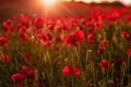 Red poppy field at golden hour sunset Royalty Free Stock Photo