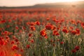 A red poppy field at sunset with selective focus Royalty Free Stock Photo