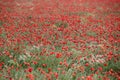 Red poppy field Royalty Free Stock Photo