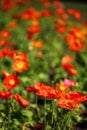 Red Poppy Fields Royalty Free Stock Photo