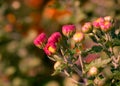 Red Poppy Fiower buds in their bloom