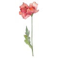 Red poppy floral botanical flower. Watercolor background illustration set. Isolated poppy illustration element. Royalty Free Stock Photo