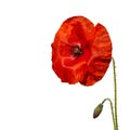 Red Poppy Flower Royalty Free Stock Photo