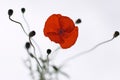 Red poppy flower Royalty Free Stock Photo