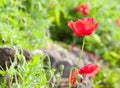 The red poppy flower