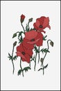 Red poppy flower arrangement. Vector illustration of wild poppy flowers