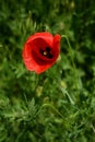 Red Poppy Flower On The Background Of A Green Summer Field Close-up