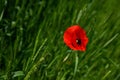 Red Poppy Flower On The Background Of A Green Summer Field Of Wheat Close-up