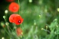 Red poppy flower on the field. Symbol of Remembrance Day.11 November