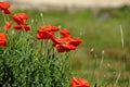 Red poppy flower