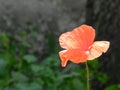 Red poppy flower