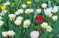 Red poppy on a flower bed among white tulips