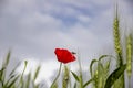 Red poppy flower with bee above it surrounded by green ears of wheat