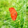 Red poppy flower with bee on natural green bokeh background. Royalty Free Stock Photo