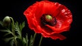 Red poppy flower on black background. Remembrance Day, Armistice Day, Anzac day symbol Royalty Free Stock Photo