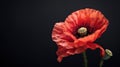 Red poppy flower on black background. Royalty Free Stock Photo