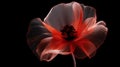 Red poppy flower on black background. Remembrance Day, Armistice Day, Anzac day symbol Royalty Free Stock Photo