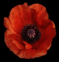 Red poppy flower on the black isolated background with clipping path. Closeup. no shadows. For design Royalty Free Stock Photo