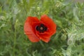 Red poppy flower with black seeds photographed from above. green natural background. Soft focus blurred background. Royalty Free Stock Photo