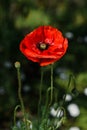 Red poppy flower in bloom. Bright blossoming scarlet wild flower on meadow. Closeup