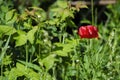 Red poppy flower blooming in the green grass in the garden in the sunlight in the summer. Background wallpaper image for Royalty Free Stock Photo