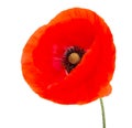 Red poppy flower blossom bright isolated on the white