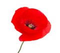 Red poppy flower blossom bright isolated on the white