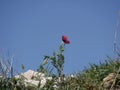 Red poppy flower on a blue sky background on a sunny summer day. Poppy blooms on stony ground among green grass and Royalty Free Stock Photo