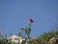 Red poppy flower on a blue sky background on a sunny summer day. Poppy blooms on stony ground among green grass and Royalty Free Stock Photo