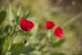 Red poppy flower on blurred background close-up Royalty Free Stock Photo