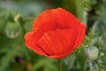 red poppy flower on blurry green background with green buds Royalty Free Stock Photo