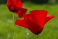 Red poppy flower on a blurry green background Royalty Free Stock Photo