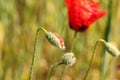 Red poppy flower bud Royalty Free Stock Photo