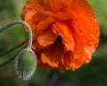 Red poppy flower with a bud closeup Royalty Free Stock Photo