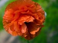 Red poppy flower with a bud closeup Royalty Free Stock Photo