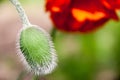 Red poppy flower with a bud closeup Royalty Free Stock Photo