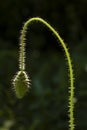 Red poppy flower bud Royalty Free Stock Photo