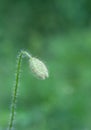 Red poppy flower bud Royalty Free Stock Photo