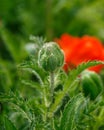 Red poppy flower bud with green leaves on the background in summer garden Royalty Free Stock Photo