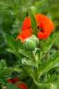 Red poppy flower bud with green leaves on the background in summer garden Royalty Free Stock Photo