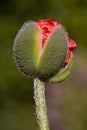 Red poppy flower bud opening in early spring Royalty Free Stock Photo
