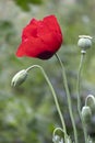 Red poppy flower, bud and seed pod close up Royalty Free Stock Photo