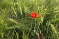 Red poppy flower among cereal ears on the field in summer, macro background