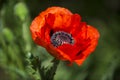 Red poppy flower, close up in the Garden with blurry green background Royalty Free Stock Photo