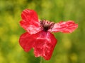 Red poppy flower Royalty Free Stock Photo