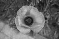 Red poppy flower close-up in a wild field in black and white Royalty Free Stock Photo
