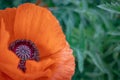 Red poppy flower close-up in a wild field Royalty Free Stock Photo