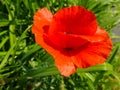 Red poppy flower closeup with bright shiny petals and lush green background Royalty Free Stock Photo