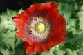 Red poppy flower closeup on green blurred background Royalty Free Stock Photo